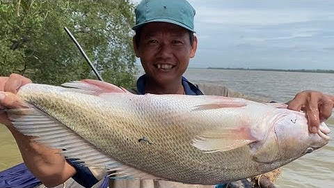 Ngư Dân Miền Tây Kiếm Tiền Triệu Với Nghề Giăng Lưới Cá Sủ Là Có Thật #43 • Cù Lao Dung Vlogs