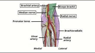 Antecubital fossa contents MRCS question solve (CRACK MRCS)