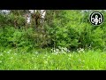 Very beautiful summer forest. Relaxing singing of forest birds. 8 hours of video for relaxation.