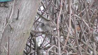 Lesser Whitethroat in Nottinghamshire 23 Jan 2021
