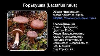 Горькушка (Lactarius rufus)