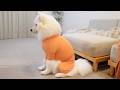 自分だけお留守番だと気づいた瞬間に分かりやすく落ち込む子犬が可愛すぎました…