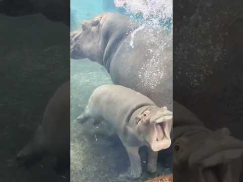 Hippo 🦛 Can't Swimming