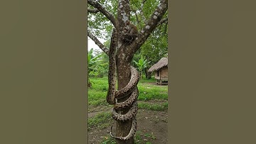 Monkey vs Snake: Wildlife Rescue in Action 🐒🐍