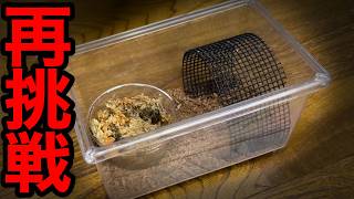 繁殖失敗した昆虫に再び挑戦します