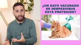 ¿Puede un gato con herpesvirus convivir con uno sano vacunado?