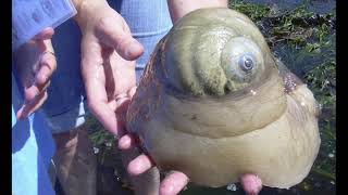 Salish Sea in Focus: Giant Moon Snail (Narrated by Joe Gaydos) screenshot 5