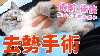 A kitten's neuter service! His behavior before and after it, and one the very day  【at 6 months old】