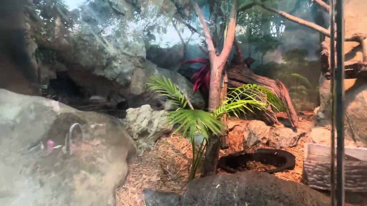 Franklin park zoo visit