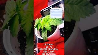 Grow Gelato and Blue Gelato 41. #viral #selfmade #grow #growbox #growsetup #growcommunity