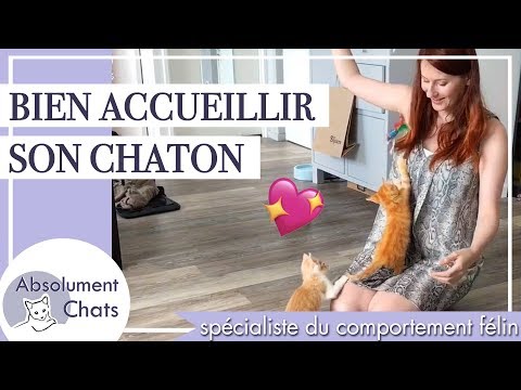 Vidéo: Comment Dresser Un Chaton Dans Une Maison