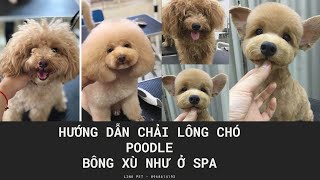 Hướng dẫn chải lông chó Poodle bông xù như spa đơn giản tại nhà | how to grooming for poodle?