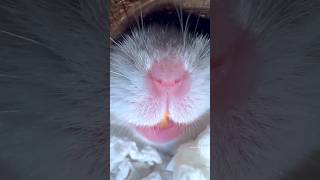 Celebrity Hamster screaming 😮🐹 #hampter Profile