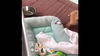 ペットフェンスとステンレスボールにキレるチワワ