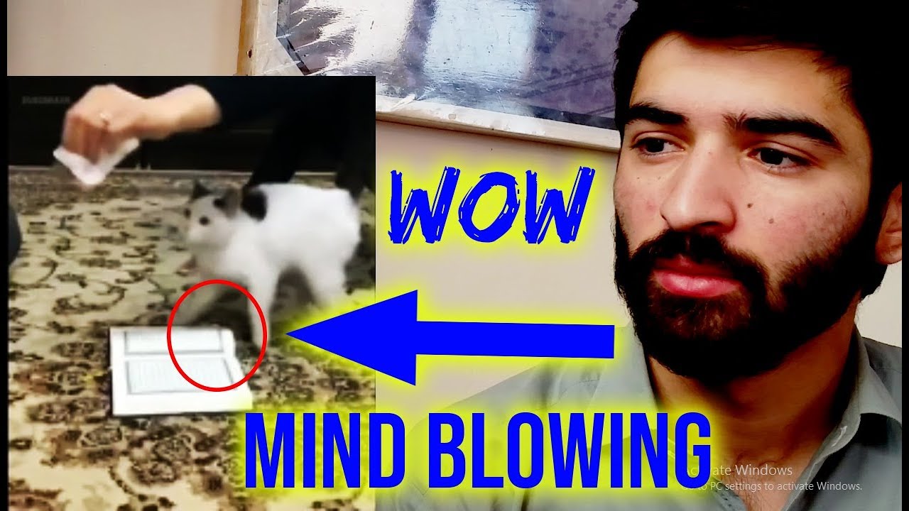Muslim react to Cats Will Not Walk on The Quran, experiment with 5 cats