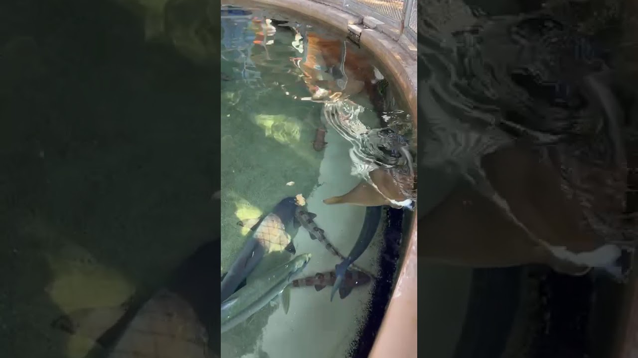 southern ray🐠🐟🇺🇸