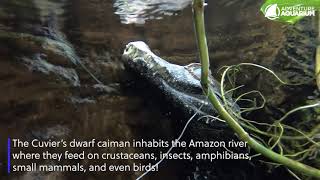 Amazonia at Adventure Aquarium