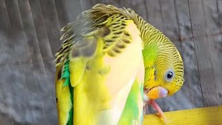 Budgerigar Mating Signs &amp; Bonding Behavior Explained 🥚✨#birds #budgies #parrot #pets #youtube 