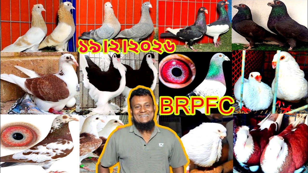 স্টক ক্লিয়ারেন্স অফার । সবচেয়ে কম দামে কবুতর কিনুন। মাত্র৫০০ টাকা পিস রাজস্থানী গোল্লা কবুতর কিনুন