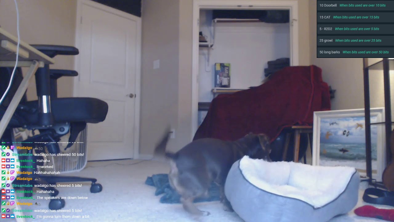 Streamer leaves dog camera on while he is away and this happens . YouTube Streamer leaves dog camera on while he is away and this happens . YouTube