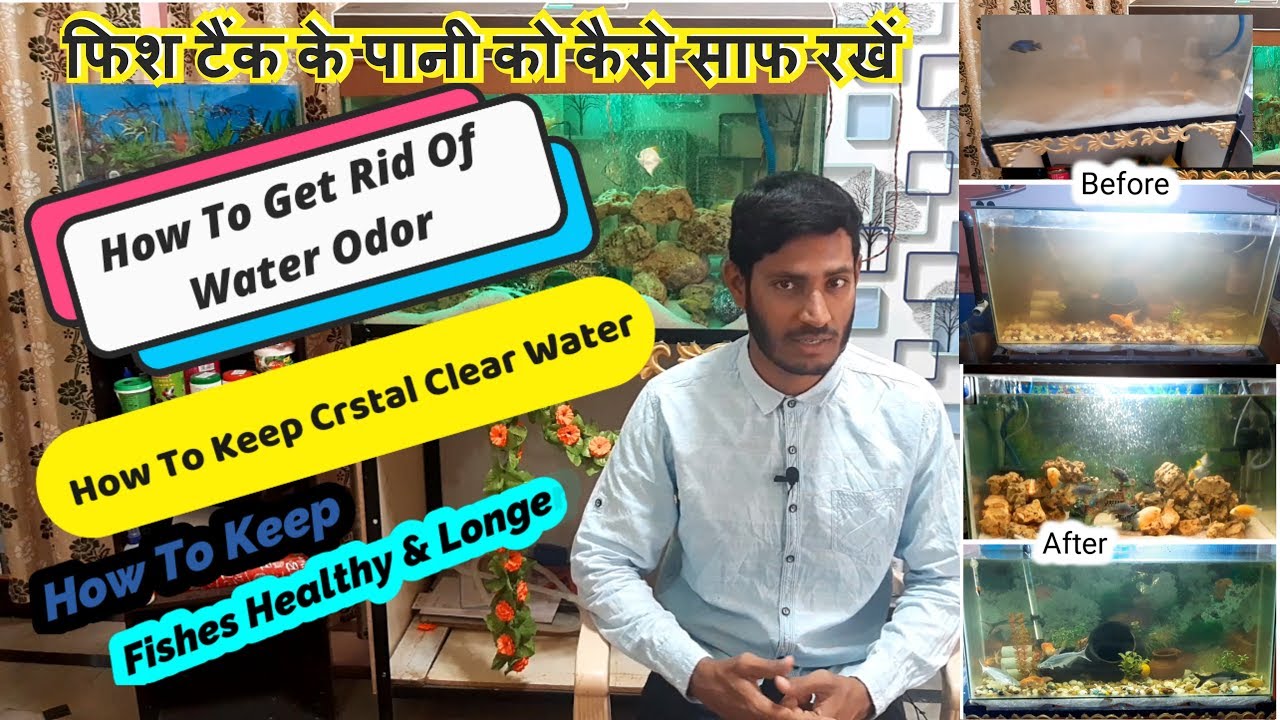 How To Keep Crystal Clear Water In Your Aquariums In Hindi Youtube