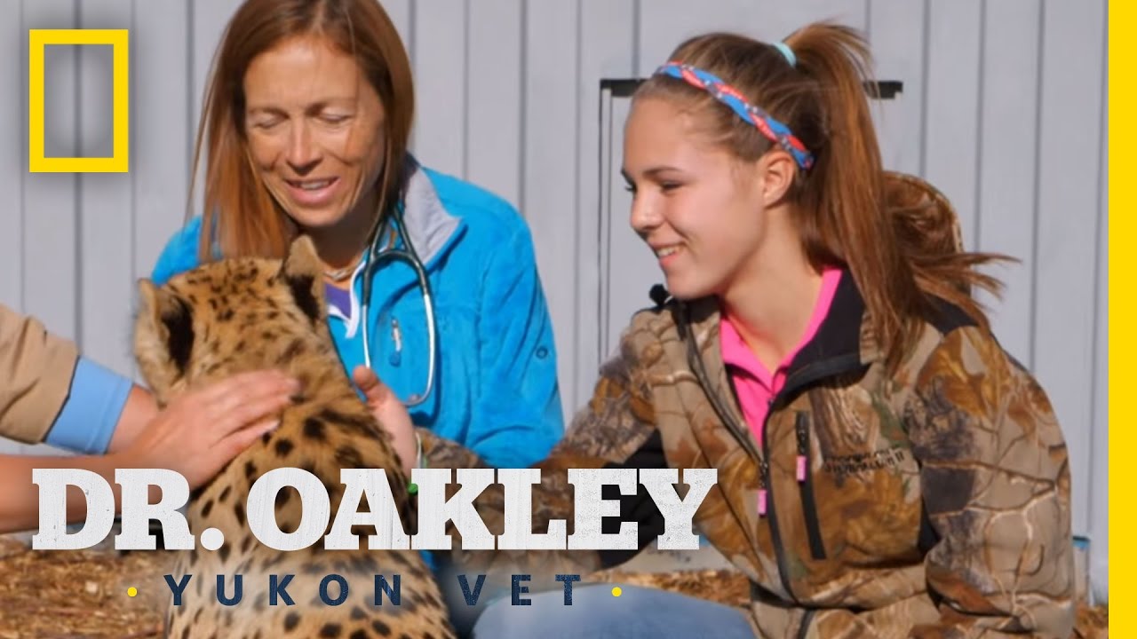 Vet to All Things | Dr. Oakley, Yukon Vet - YouTube