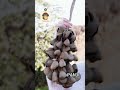 Which Seed Stands Out? The Ultimate Natural Sound Test 🔊🍂