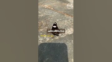 سورة البقرة الآية [02] \ لا حول ولا قوة الا بالله ☘