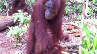 Tanjung Puting National Park-Kalimantan 2013