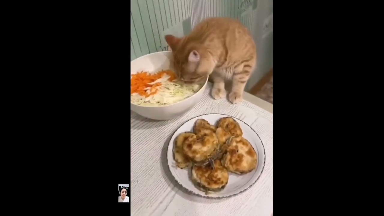 FUNNY _THINGS _OF_CATS 😹| PAW SOME PALS