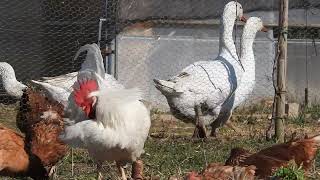 Calm Down Chicken Video