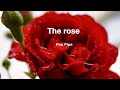 The rose 玫瑰 / pan pipe 排簫