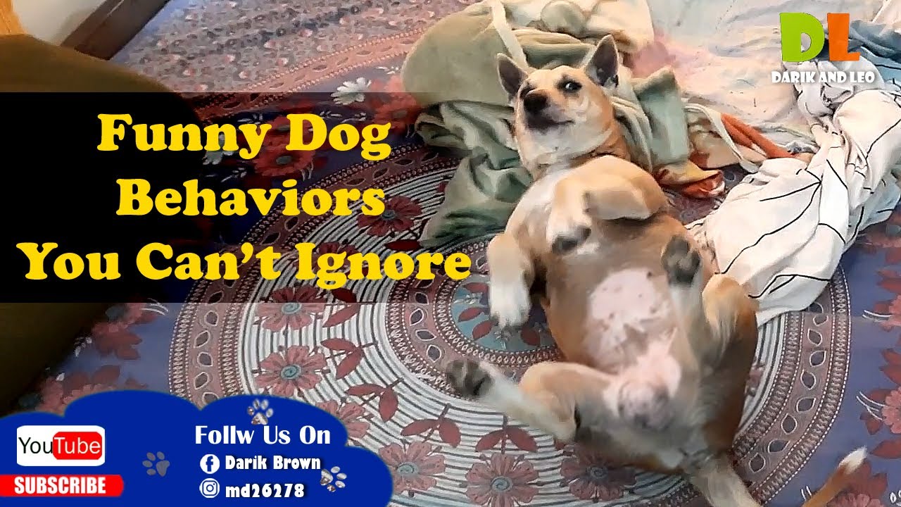 Funny Dog Behaviors You Can’t Ignore