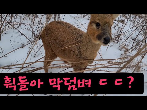 눈밭에 야생 고라니 졸졸 따라갔더니 막뎀벼 <strong>아이구</strong> 무시라 한성질 하는넘