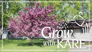 Grow with KARE: Things to consider before planting a tree