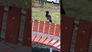 Shy baby #crow / Стесняемся #вороны