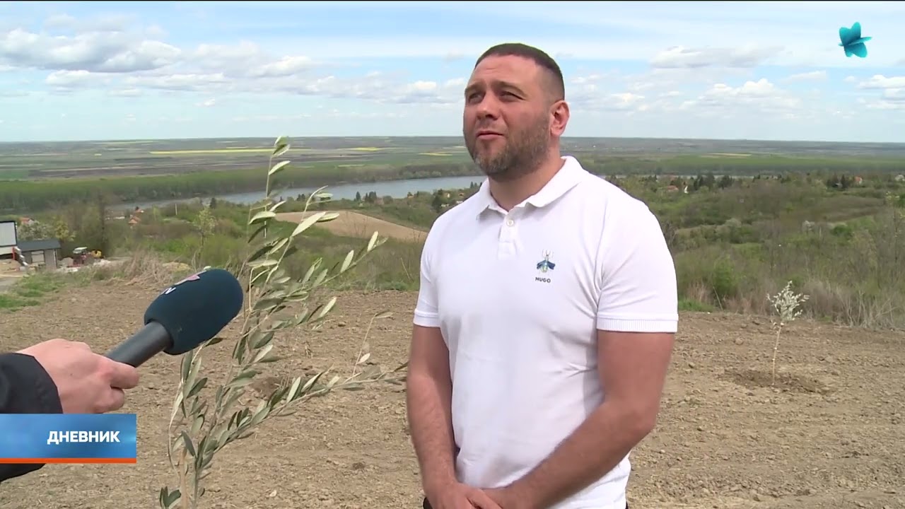 Da li je moguće uzgajati masline u Sremu?