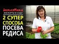 Как правильно сажать редиску семенами? Выращивание и уход за редисом.