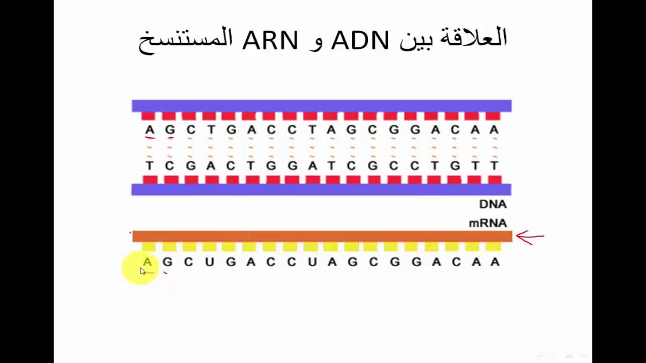 الدرس 10: الاستنساخ (العلاقة بين ADN و ARNm المستنسخ)