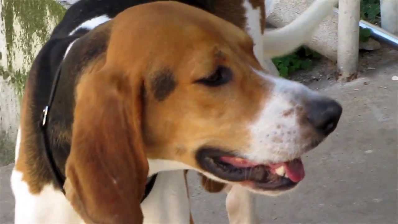 Meet Walker, SPCA Suncoast dog of the week