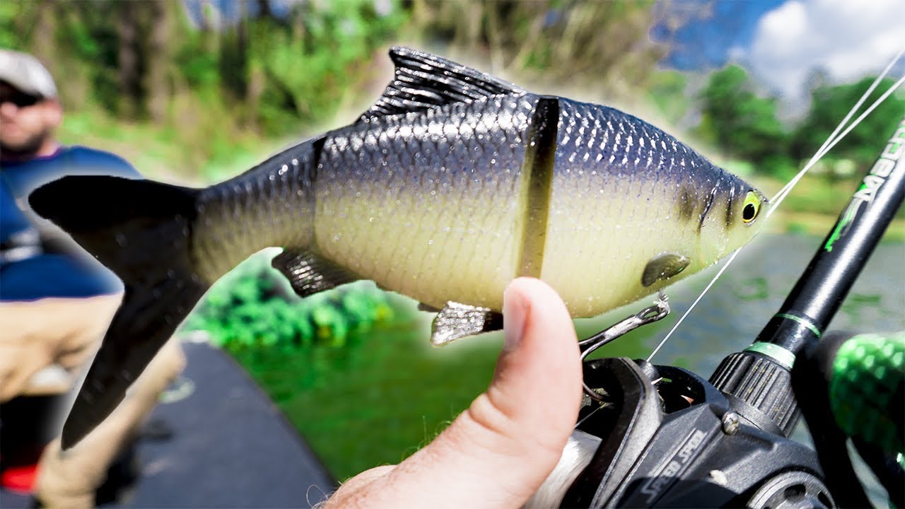HUGE SWIMBAIT Bass Fishing Challenge!! – GIANT BASS CAUGHT!