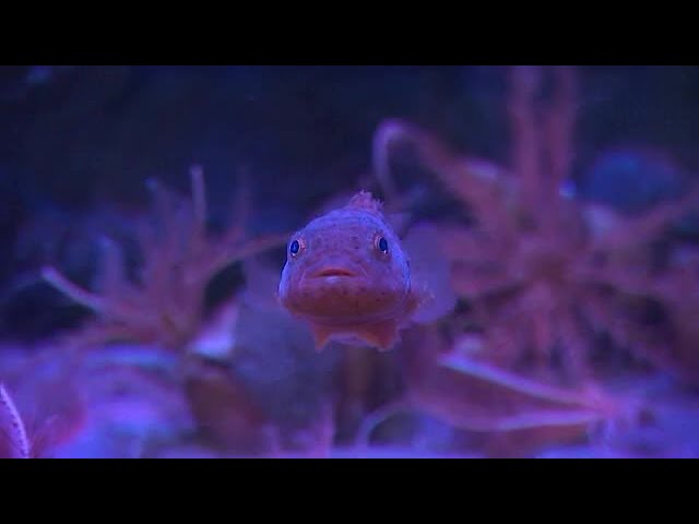越前松島水族館 コンペイトウの赤ちゃんの餌やり Youtube