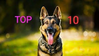 TOP 10 dog barking videos compilation 2019 ♥ Dog barking sound - Funny dogs🐶