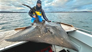 Sea Fishing UK  Fishing for Giant Skate in Scotland  These fish were HUGE!!! | The Fish Locker