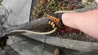 Pesky Chinese Hackberry removal