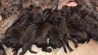 Miki's Pups Nursing July 10, 2020 Litter by Royal Diamond Labradoodles 150 views 3 years ago 1 minute, 31 seconds
