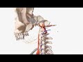 Vertebral Artery - Anatomy, Branches & Relations