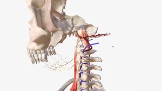 Vertebral Artery - Anatomy, Branches & Relations by About Medicine 28,352 views 3 years ago 5 minutes, 13 seconds