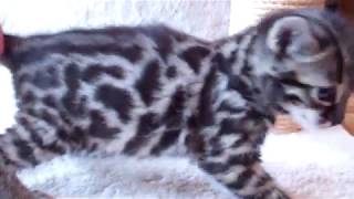 F1 Charcoal Bengal Boy - SOLD by TecSpot 495 views 5 years ago 57 seconds