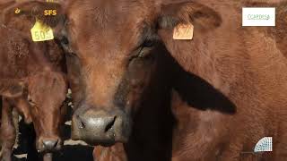Dr Linde du Toit: Green Feed System